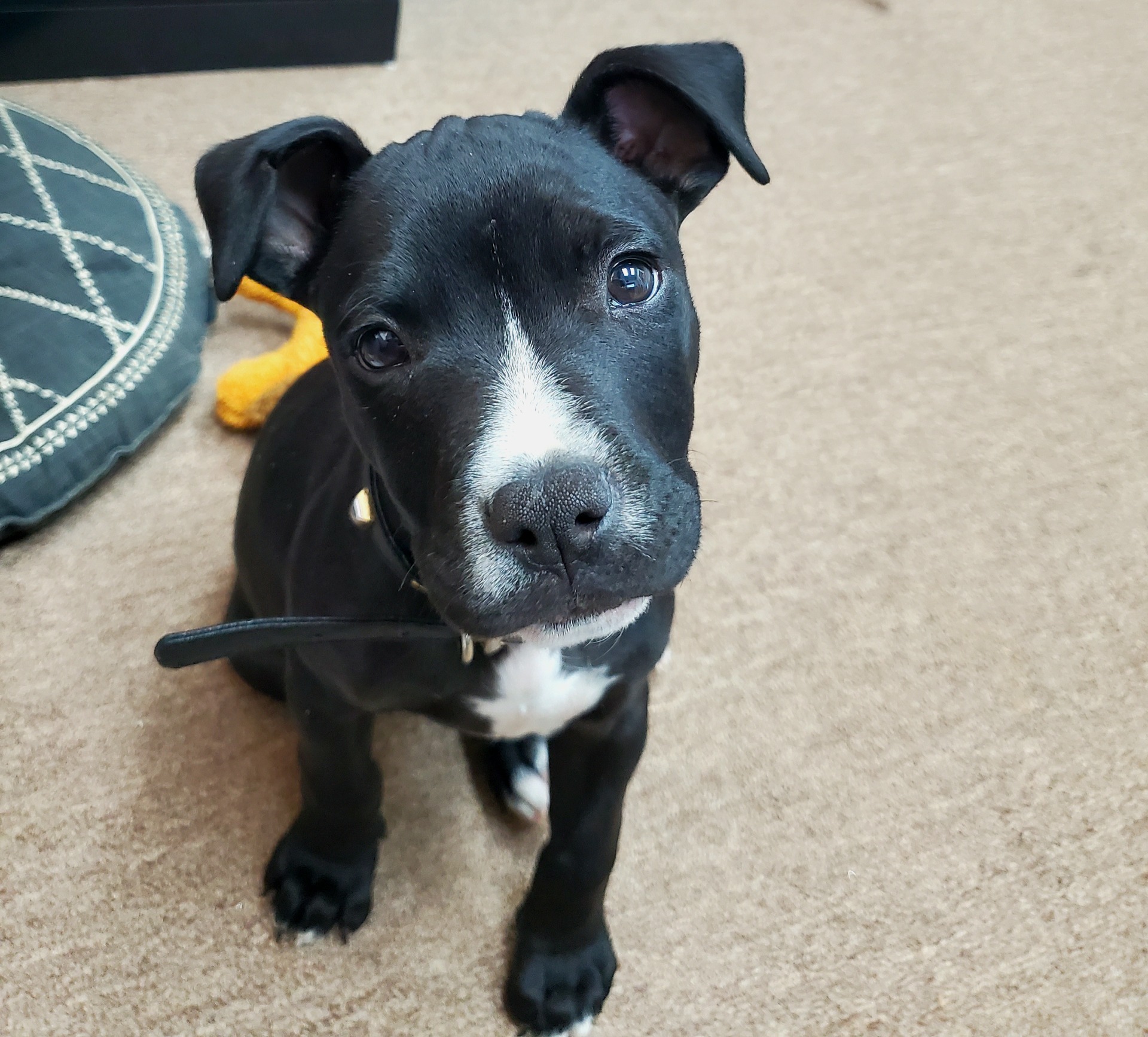 This is Leo, our newest edition to the team and our certified mascot!